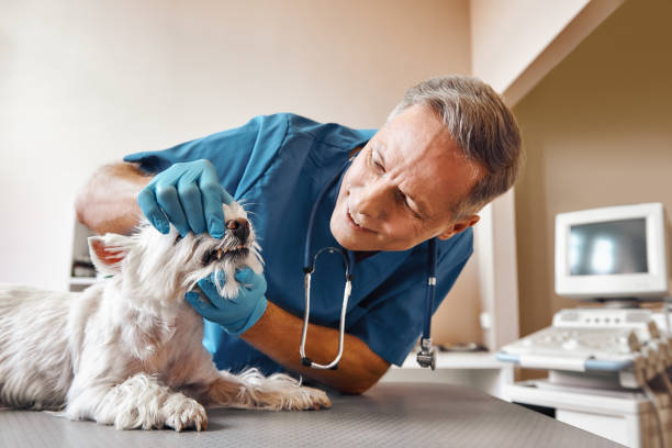 Best Dentist for Dental Trauma  in Spring City, TN